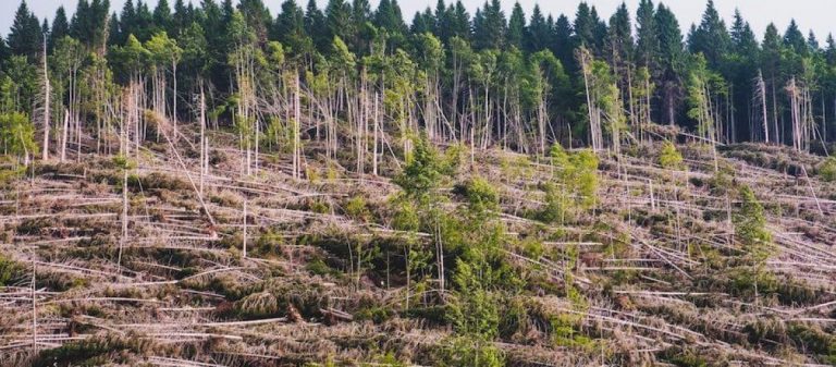 Waldsterben: Der deutsche Wald stirbt – aber warum?