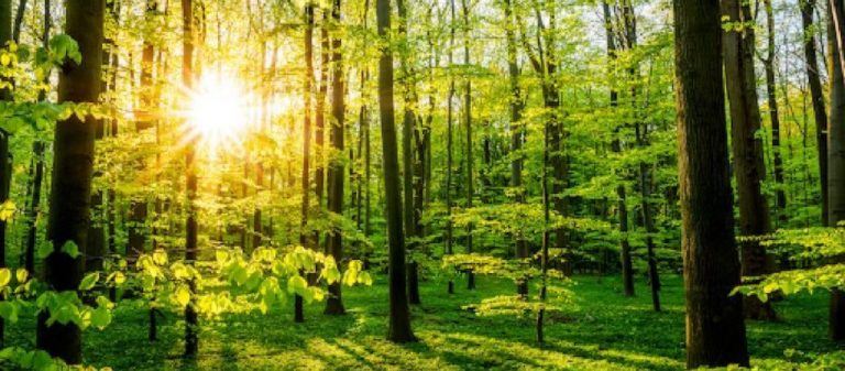 Was ist eigentlich ein Klimawald?