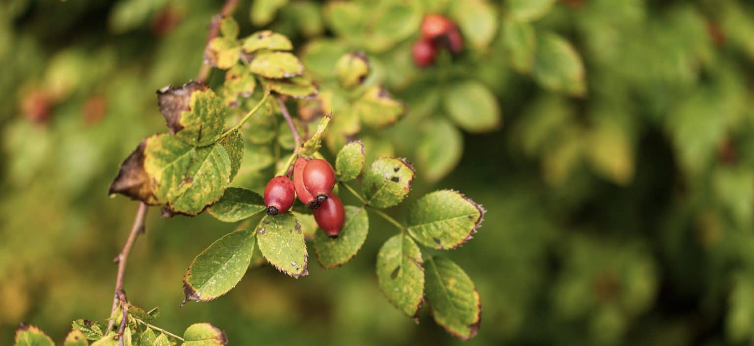 Welcher Baum Nimmt Am Meisten Co2 Auf