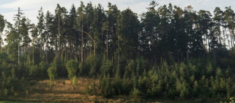 Baumpatenschaften – Mit Zukunftsbäumen in gesunde Wälder investieren