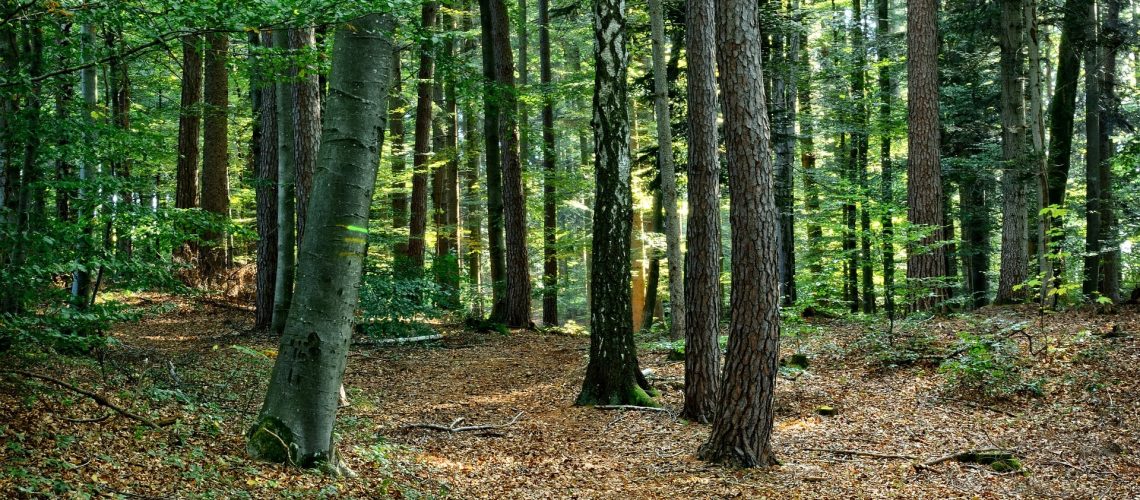 #GemeinsamAufbäumen 2021 – 1 Million Bäume für Bayern