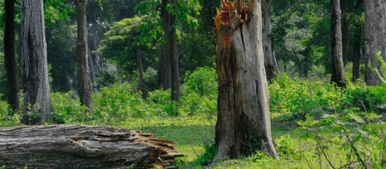 Naturwald: Warum mehr Wälder unter Schutz gestellt werden müssen