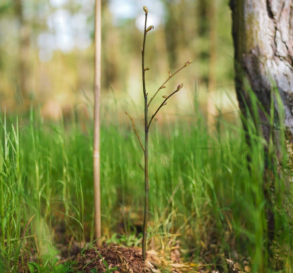 Wald im Frühling: Zeit, Bäume zu pflanzen