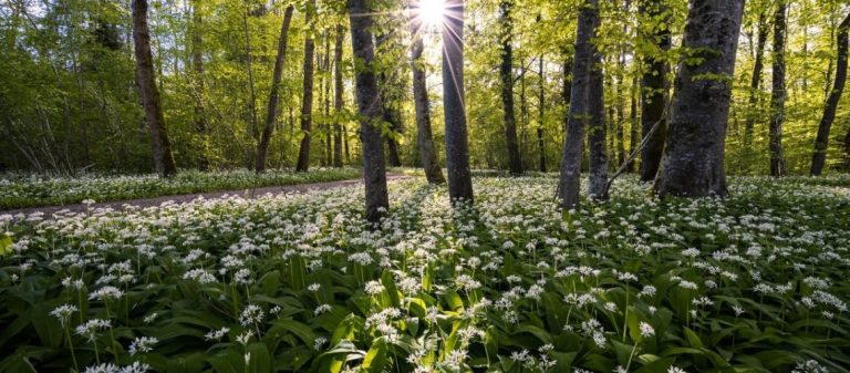 Der Wald im Frühling: 7 Impulse für deinen nächsten Spaziergang