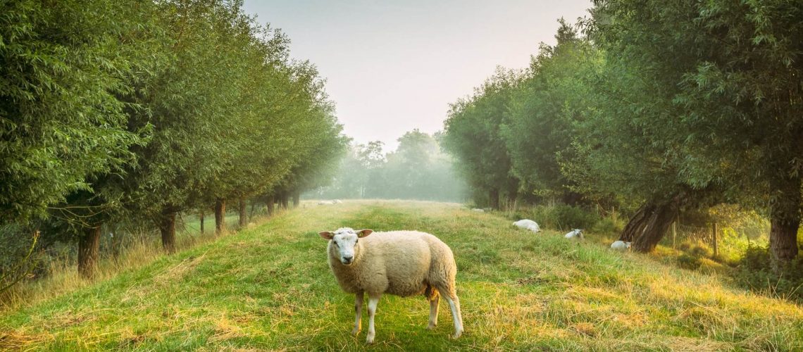Schaf auf Wiese, die links und rechts von Bäumen begrenzt ist