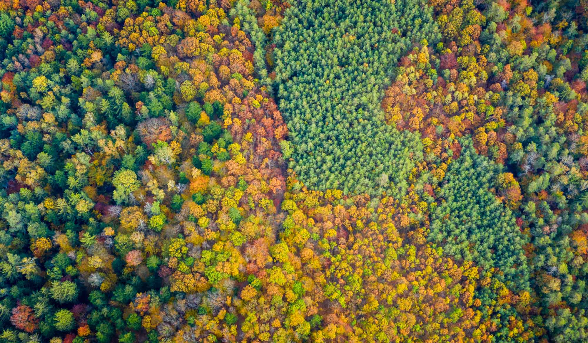 Laubwald von oben – TreePlantingProjects