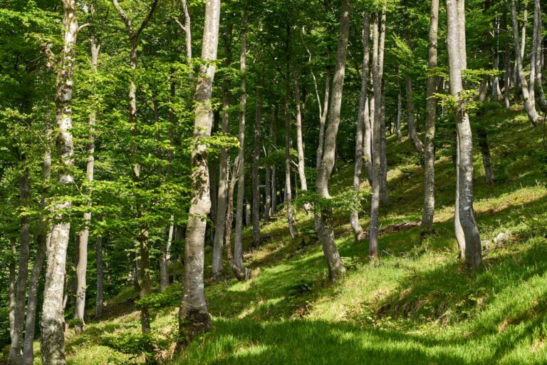 Wald gegen Klimawandel: Warum wir Bäume pflanzen müssen