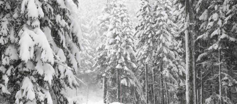 Der Wald im Winter: Unsere Impulse für deinen nächsten Spaziergang