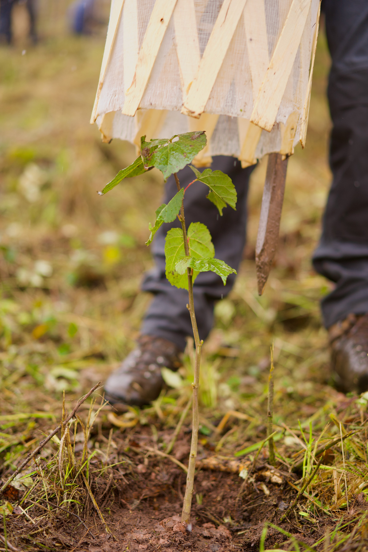 Tree Planting Project 2023 11 25 Pflanzung Andorf Einzelverbisschutz 72 von 133