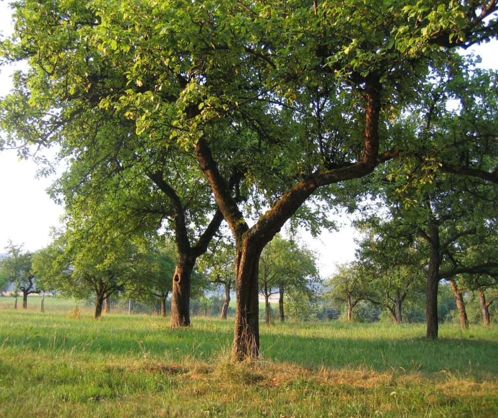 TPP gibt Vollgas in der Flur: Mit schlauer IT zu mehr naturnahen Lebensräumen 2 TreePlantingProjects
ALE Streuobstwiese